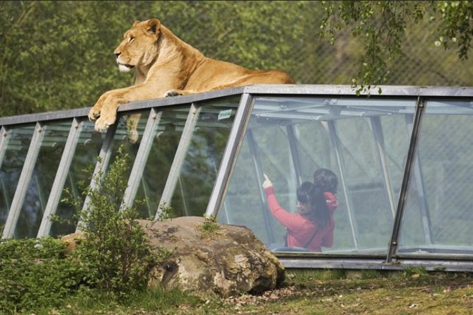 Billets coupefile pour le Zoo Safari de Thoiry Vizitoo