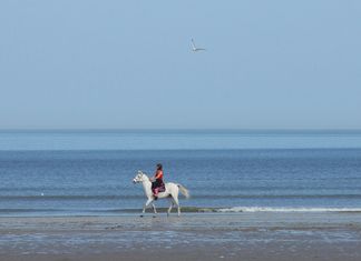 cheval deauville